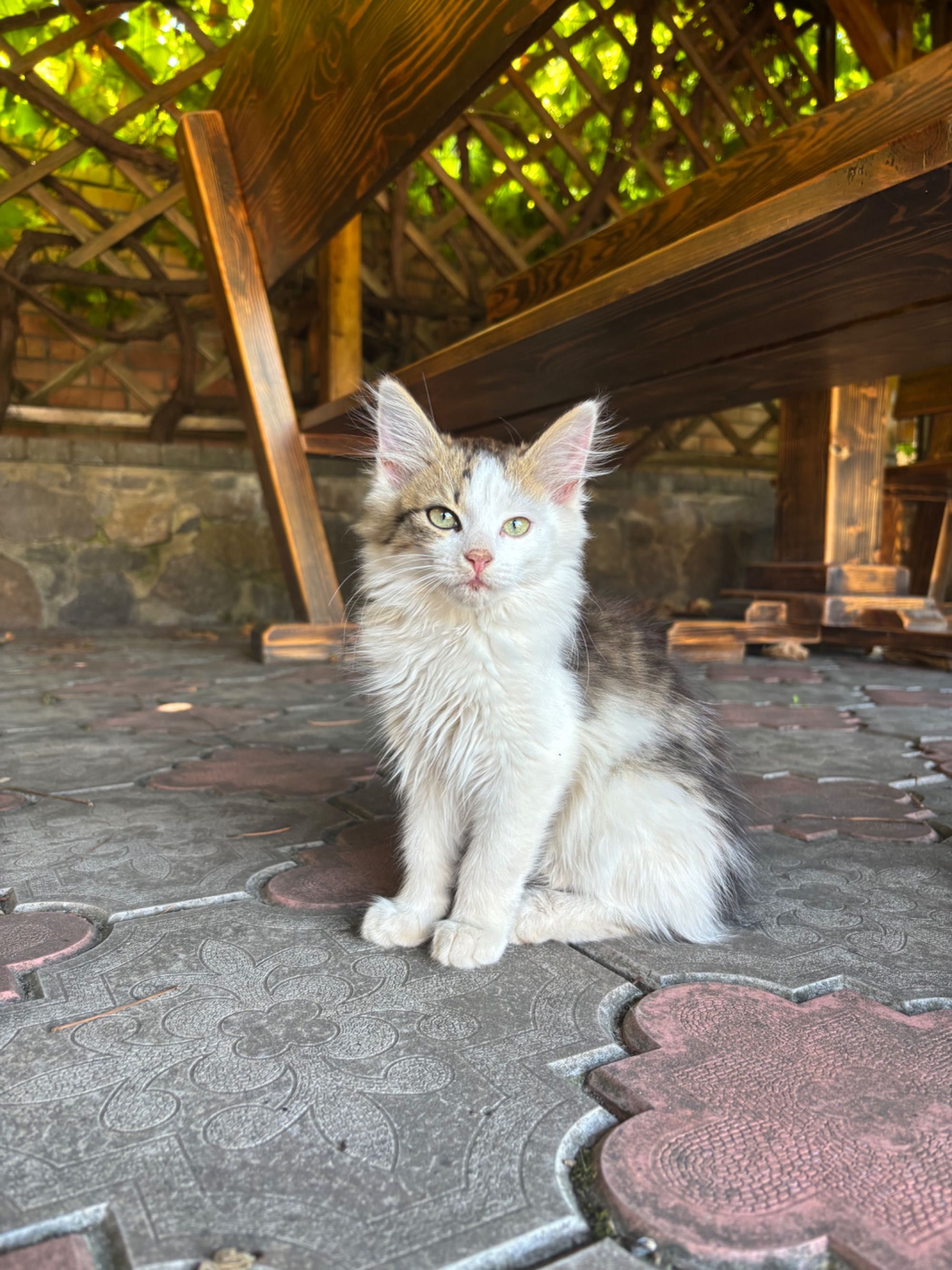 Кошеня Ляля в добрі руки