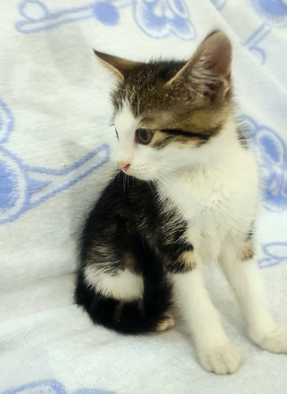 Маленькая котенок девочка ищет дом! Котята! Отдам в хорошие руки!