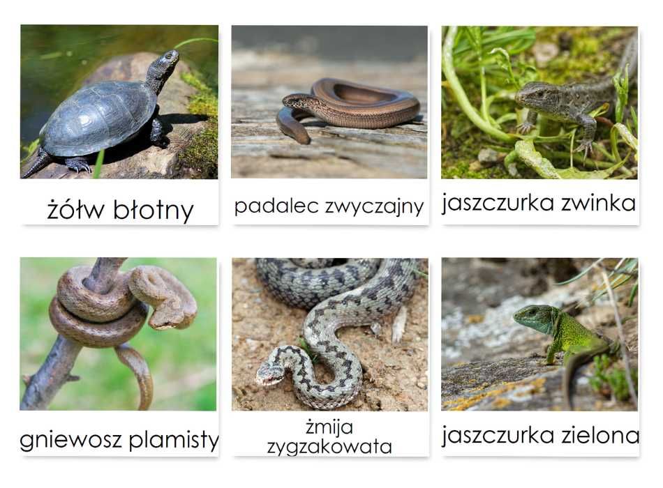 KARTY TRÓJDZIELNE - Gady Polski (10 kart) zwierzęta Montessori