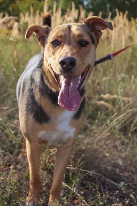 Wesoły Karmel szuka aktywnego domu