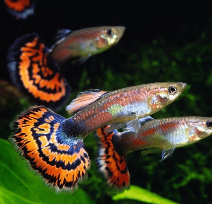 Gupiki samce samice pawie oczko molinezje samce