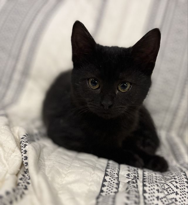 Кошеня в добрі руки