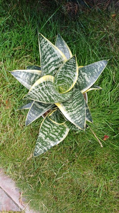 Сансевієрія  санса хані маргіната, Люсіль, філіпін голд домашня