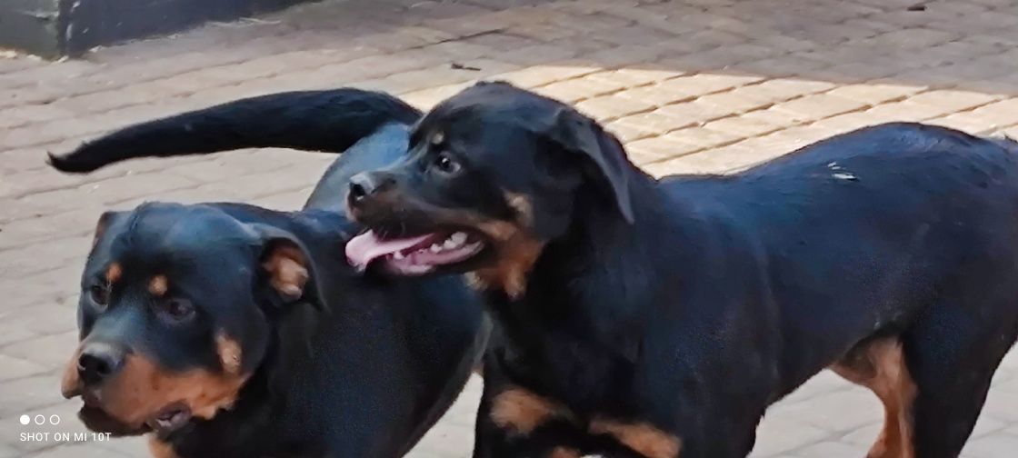 Suczki rottweiler 6 miesięczne z metryką