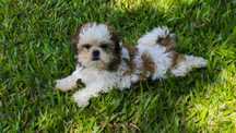 Shih-Tzu macho disponível