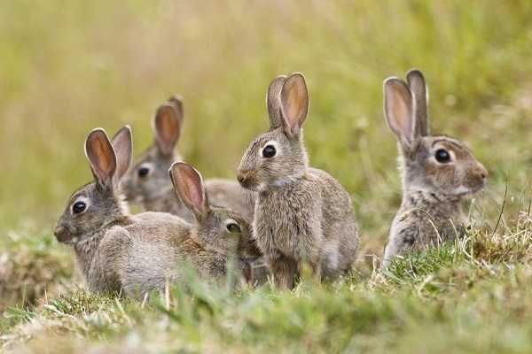 coelhos para (repovoamento) caça