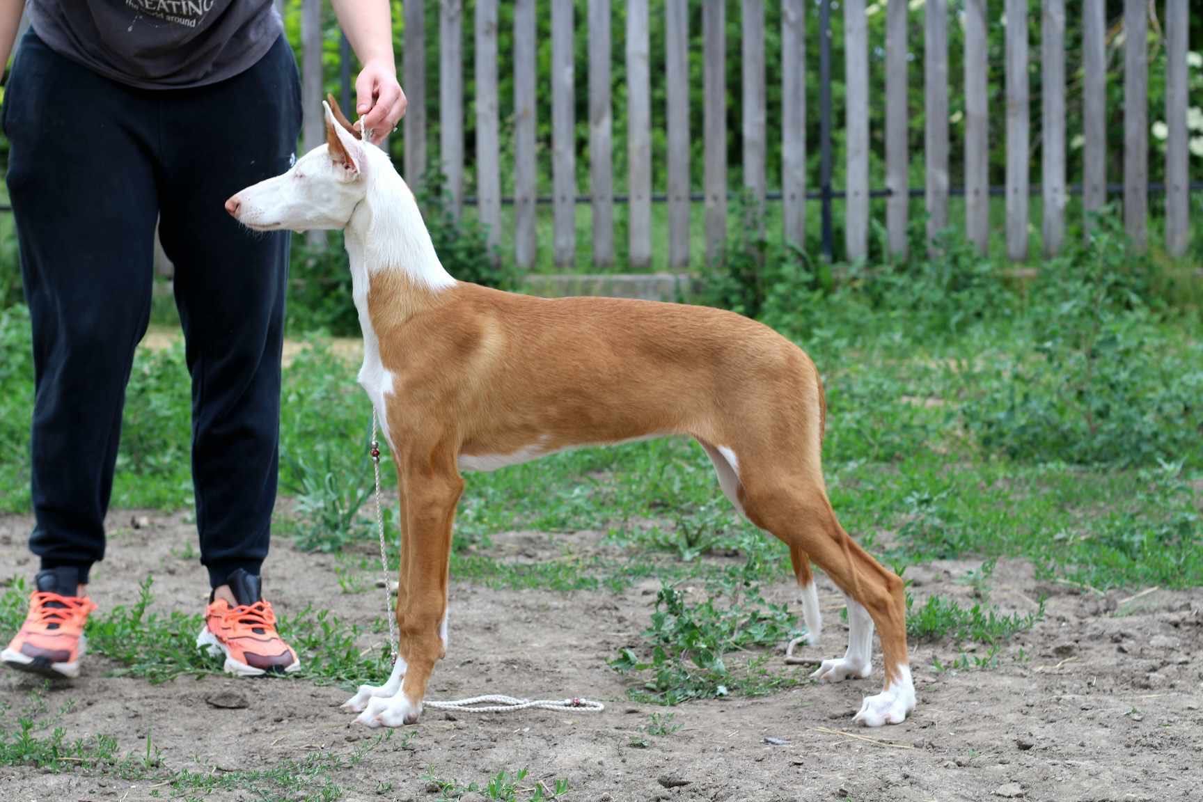 Podenco z Ibizy / Podenco Ibicenco Szczenię Suka