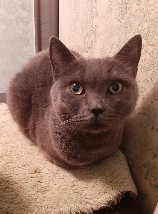 Кошечка британка шукає сім"ю!