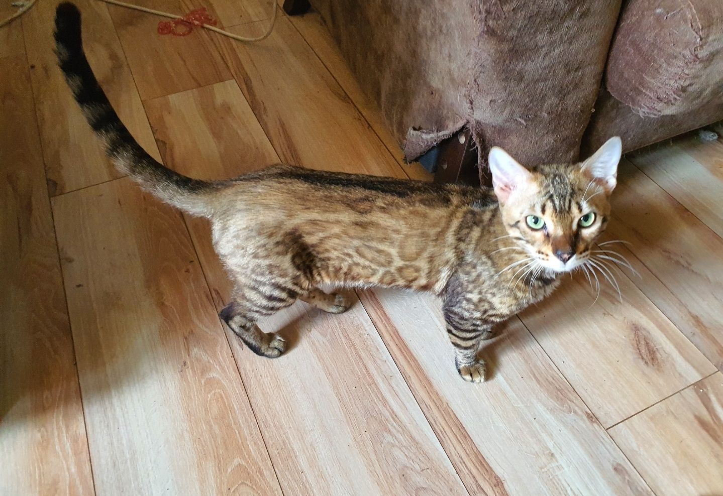 Kot Bengalski - Rudy Tygrysek oczekuje na swego troskliwego opiekuna.