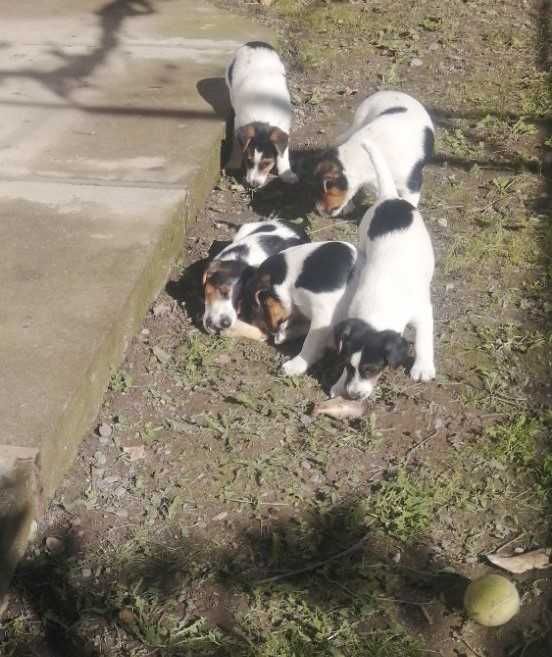 Цуценята фокстерьера