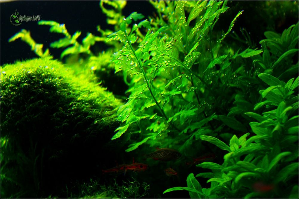 Akwarium Oświetlenie LED Projekt+Materiały