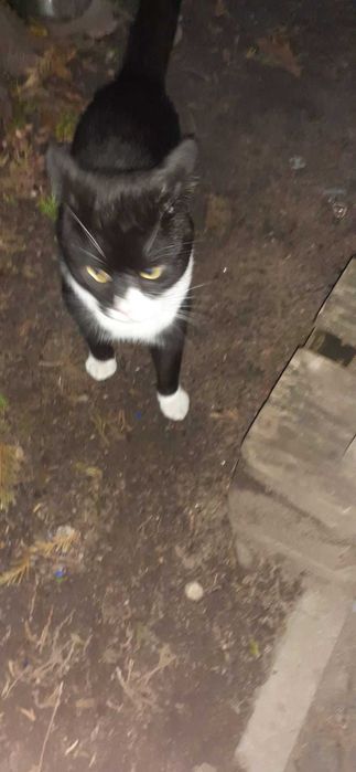 błąkający się kotek