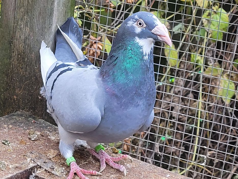 Gołębie staropolskie: para 10