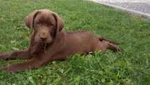 Lablador Retriever