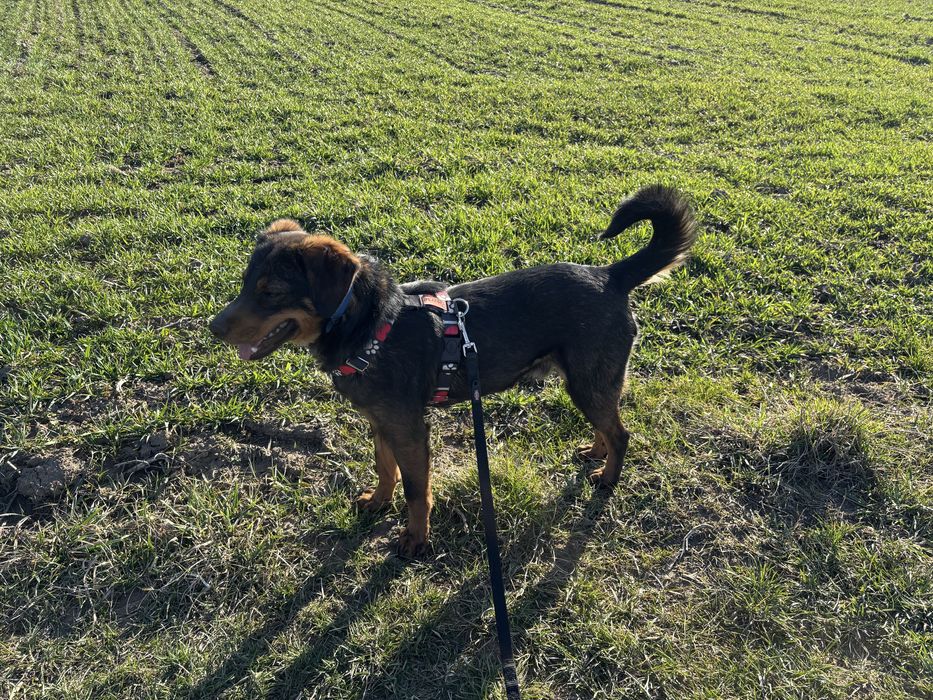 Maly piesek Pikuś do adopcji