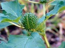 Bieluń dziędzierzawa nasiona, datura stramonium 10 zł za 100 nasion