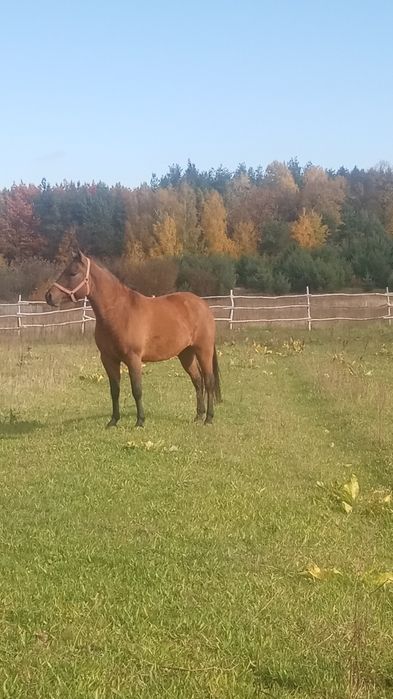 Sprzedam lub zamienię źrebaka i klacz huculska