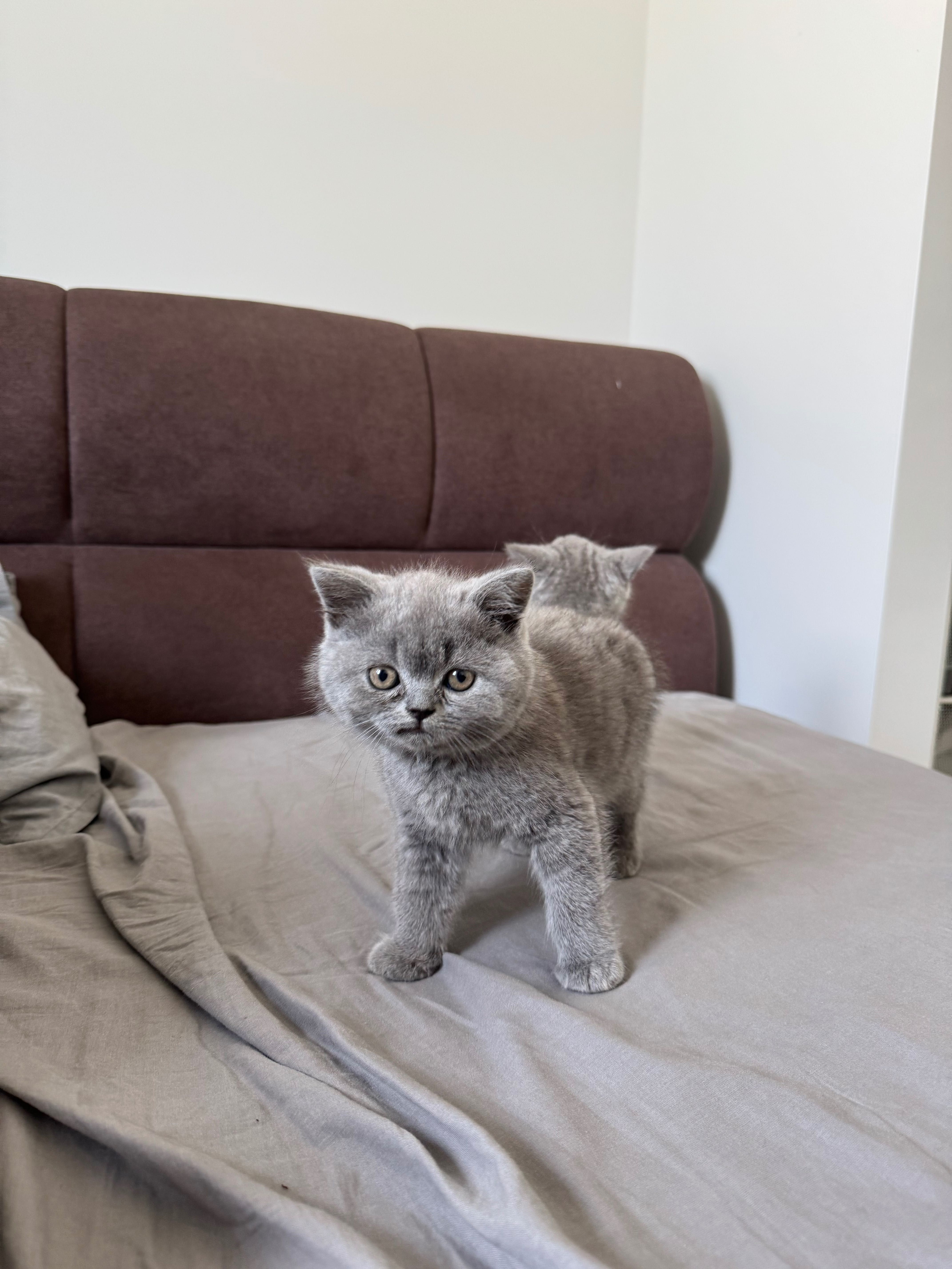 Gatinho Scottish Straight