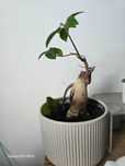 Bonsai Fikus ginseng drzewko roślina doniczka