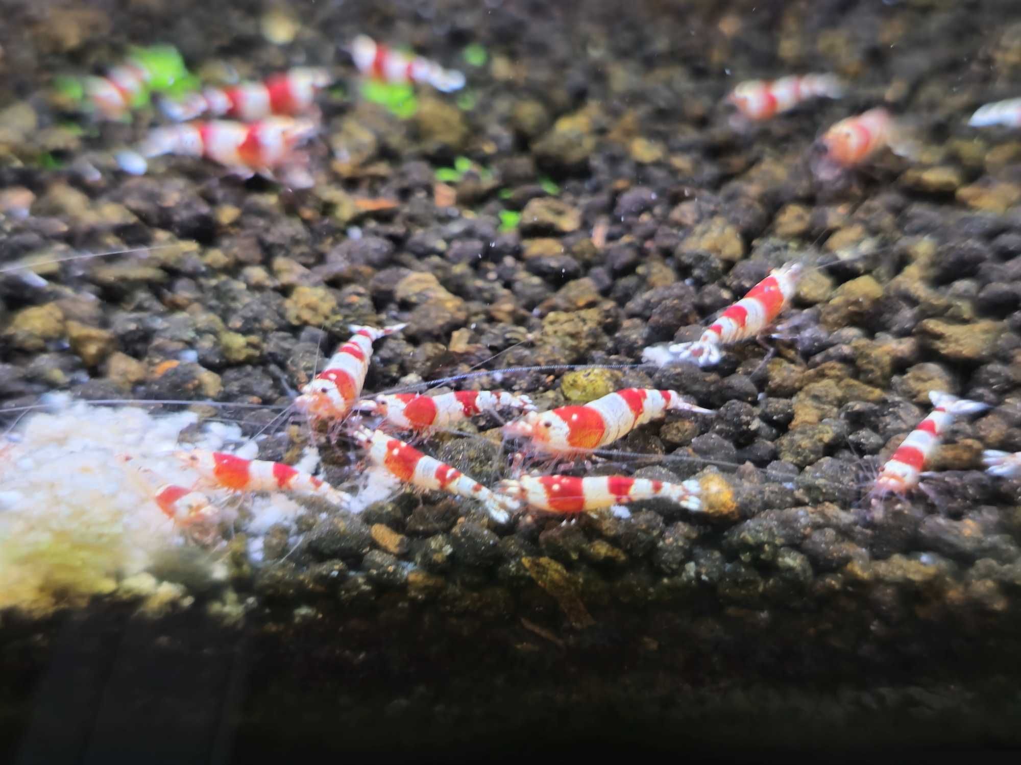 Caridina Crystal Red - Sem stock actualmente