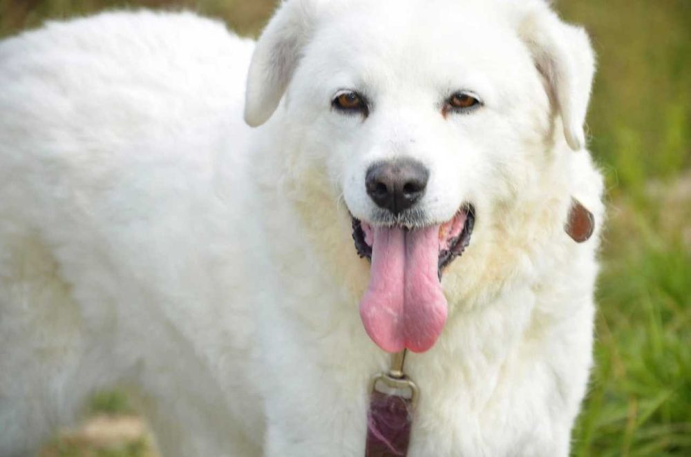 Prześliczna biała Mona - prawie golden