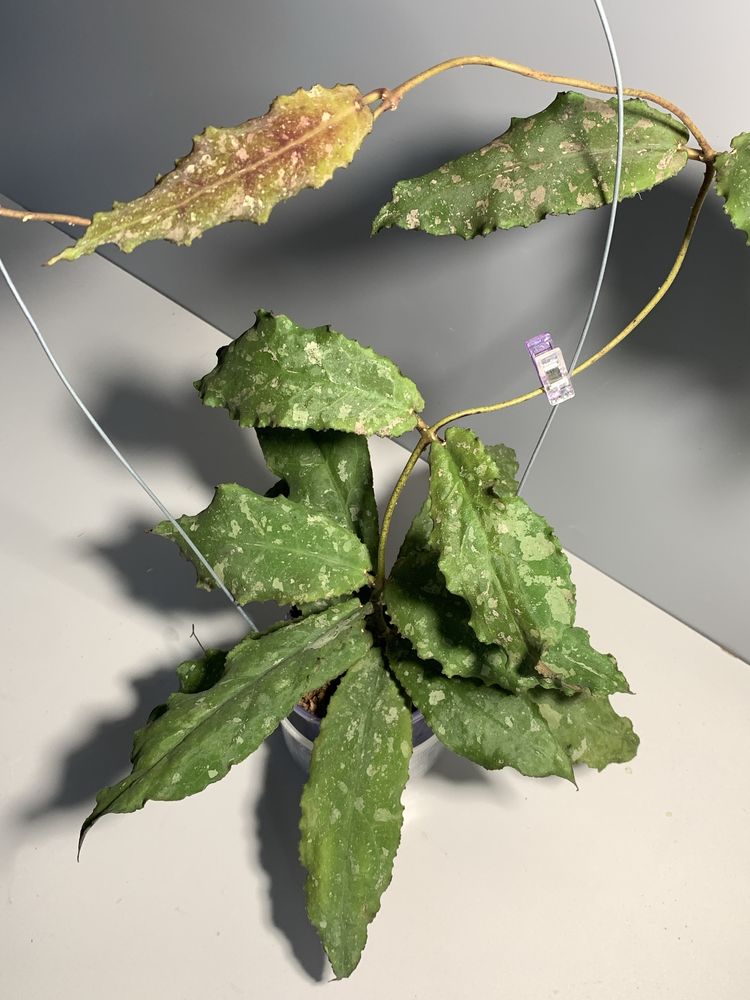 Хойя Undulata Hoya