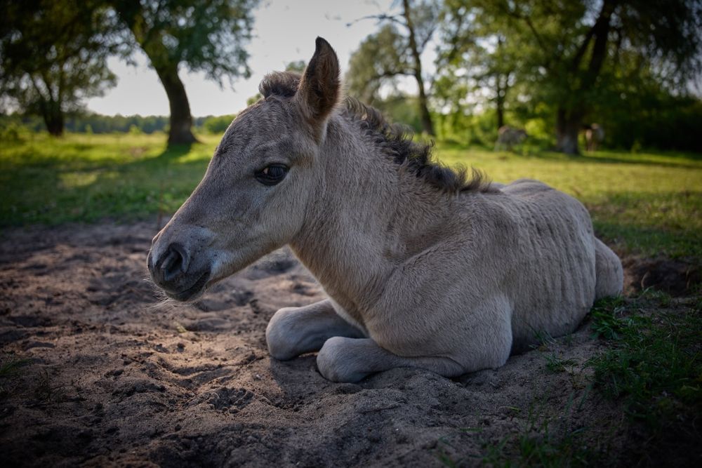 Konik Polski odsaki