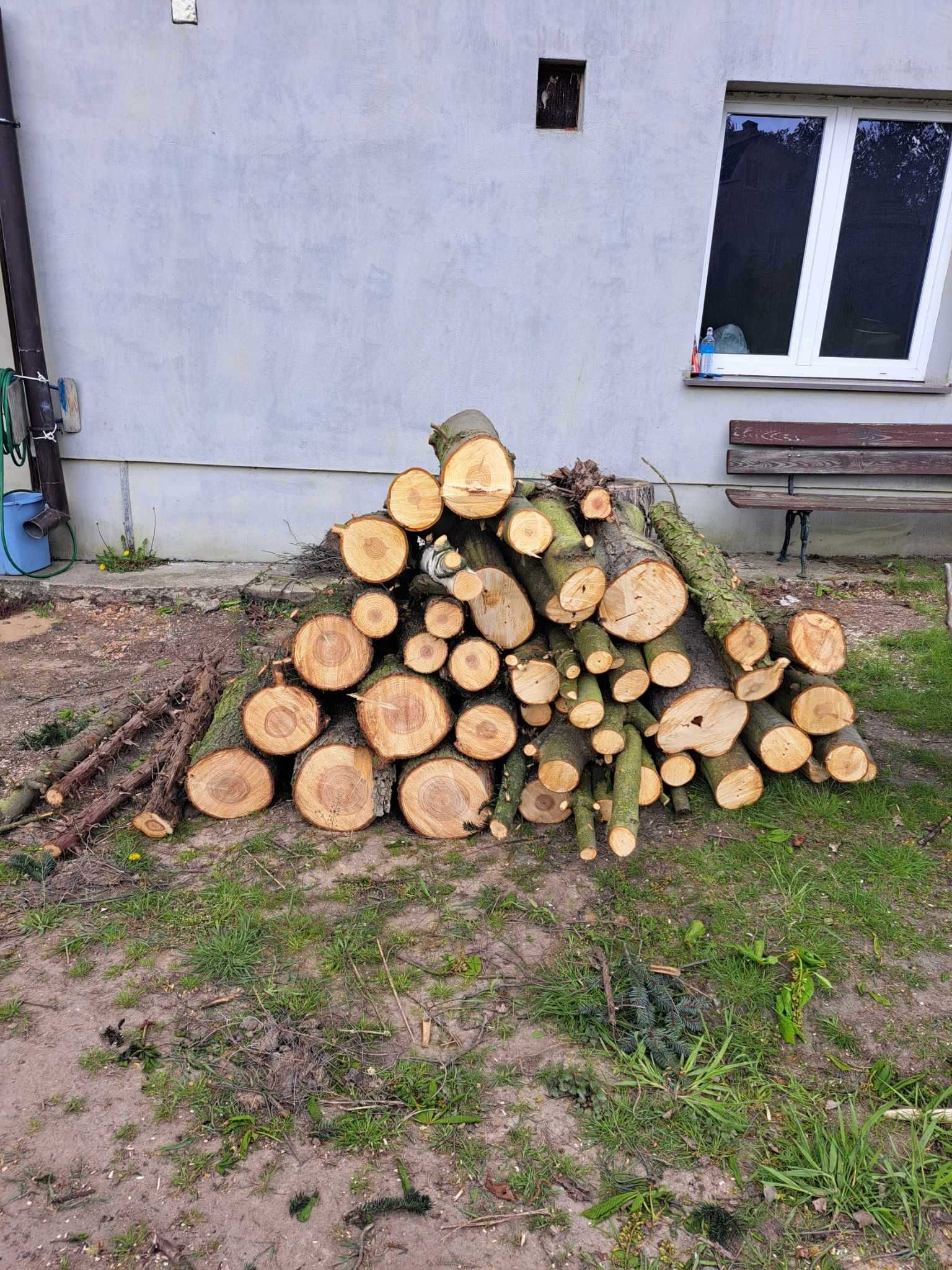 Drzewo opałowe z wycinki brzoza, świerk, kasztanowiec