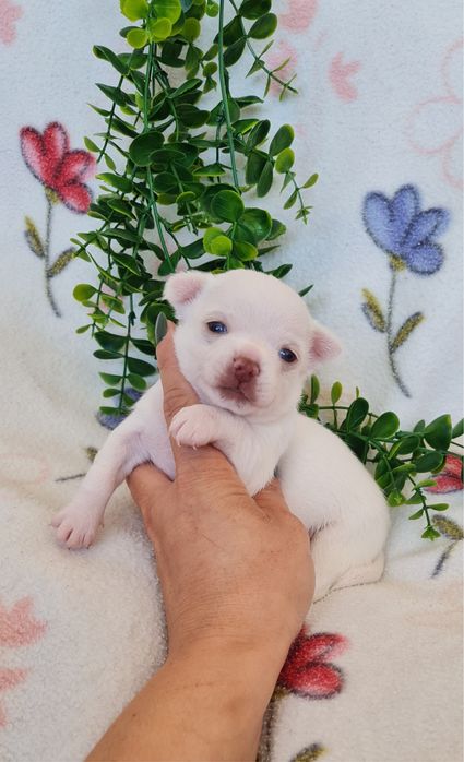 Excecional Chihuahua/Chiuaua branco de Qualidade