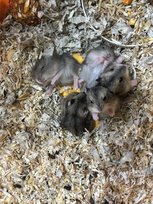 Хом’ячка Джунгарики