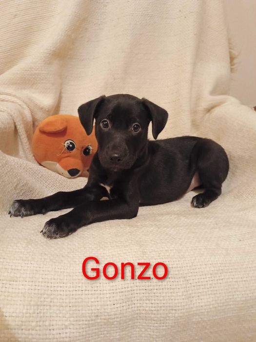 Urwis Gonzo wypatruje domu