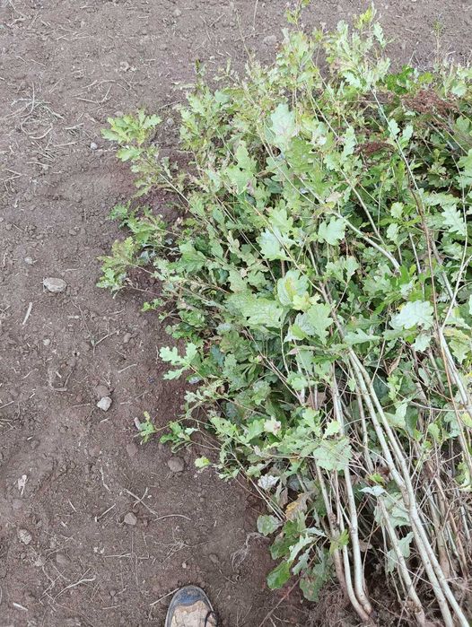 Sadzonki Dębu 70 cm - 100 cm.