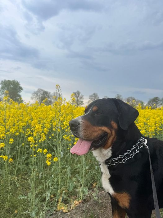 Duży szwajcarski pies  pasterski- Reproduktor