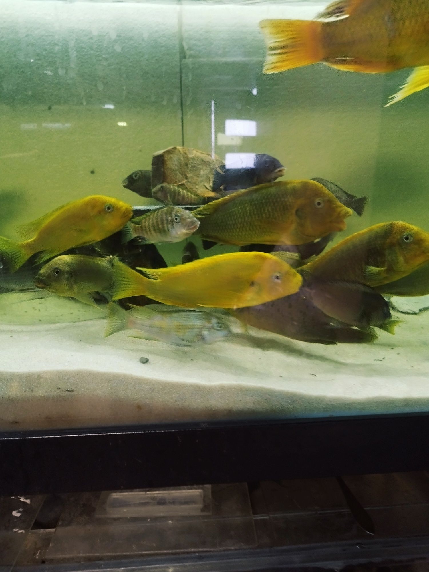 Petrochromis moshi dorosłe tanganika