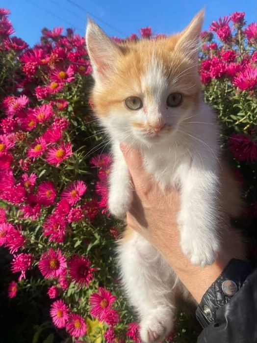 Терміново!!!Кошенятка шукають люблячу родину!!