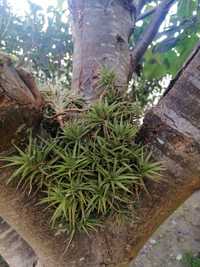 Cactos / Plantas aéreas tillandsia