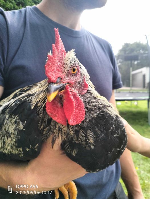 Koguty zmiana kurnika