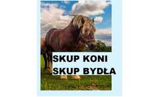 Skup KONI bydła Żywca !UBÓJ!