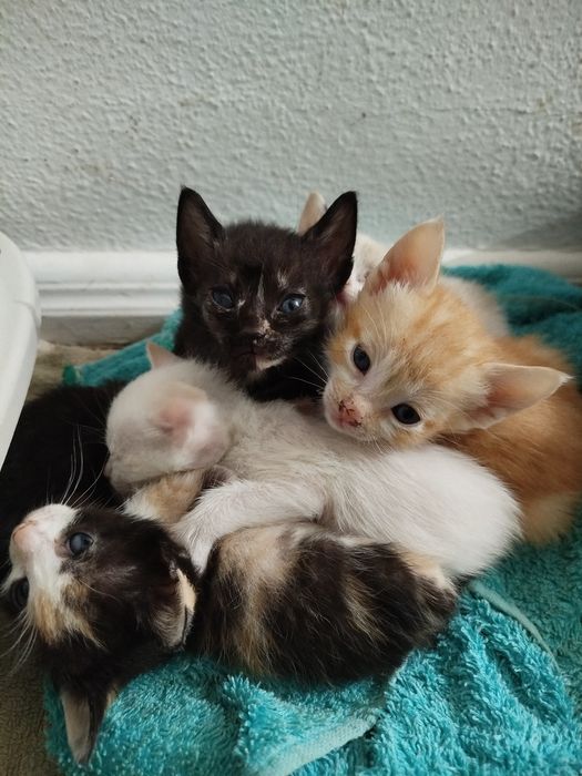 Tenho 6 gatos para dar. 2 machos e 4 fêmeas
