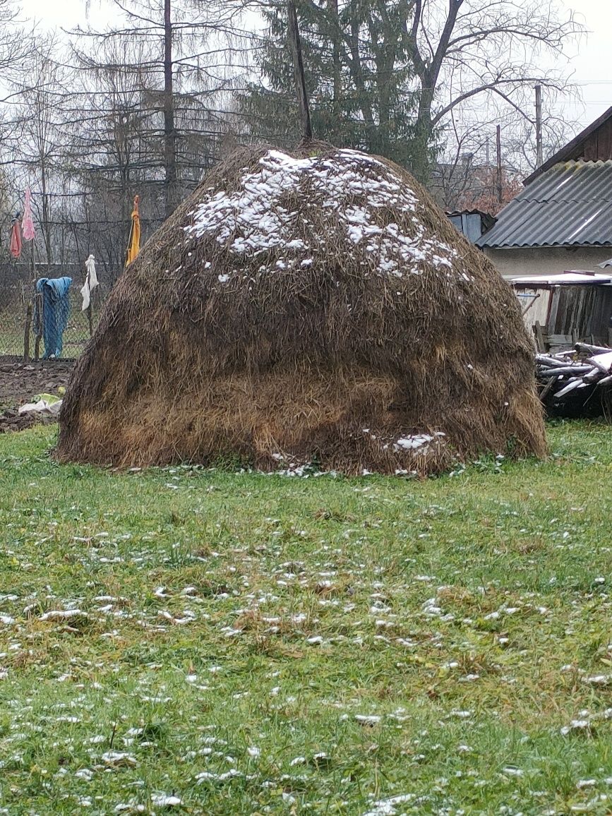 Продам      сіно