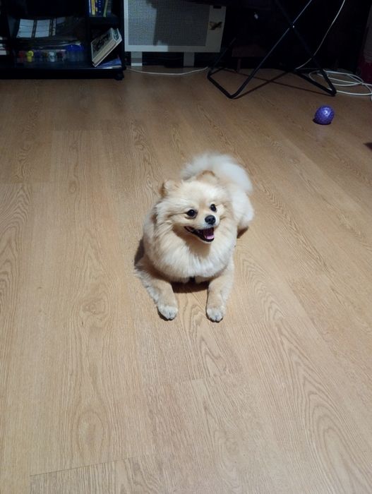 Померанський шпіц