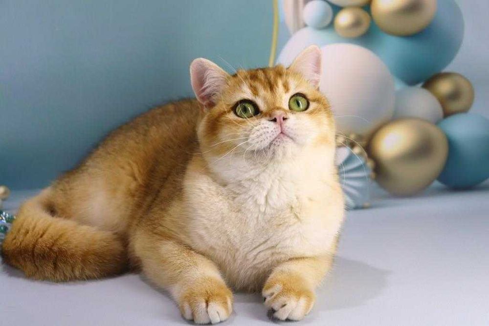 Очень красивый и яркий золотой парнишка с зелёными глазками