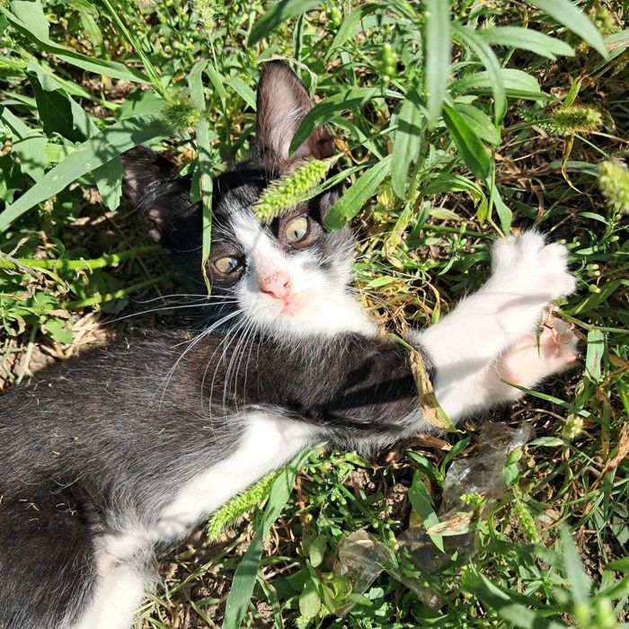 Кошеня шукає дім
