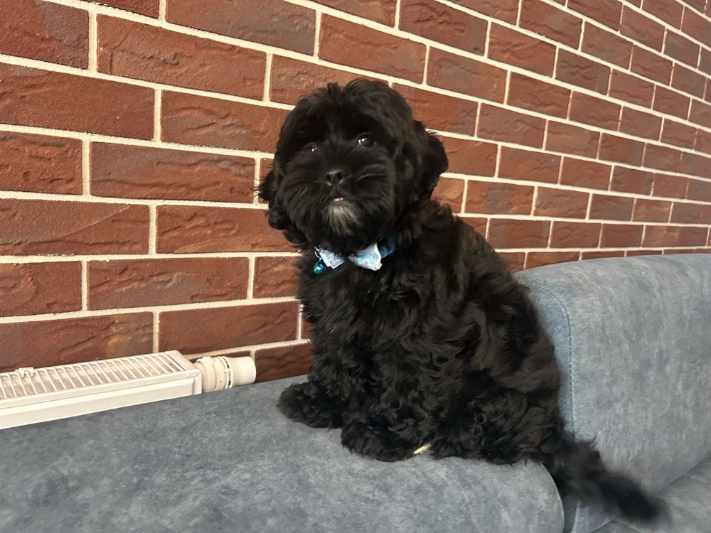 Shihpoo hybryda  shih tzu i pudel toy piesek