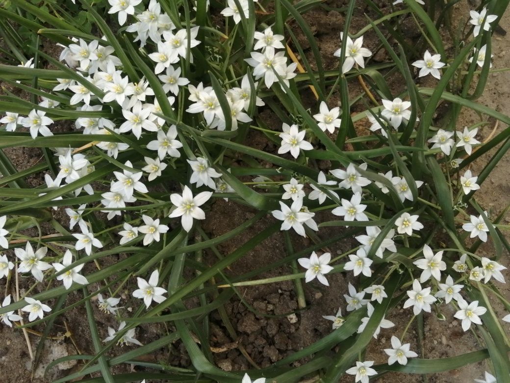 Śniedek blaszkowaty - Cebulica