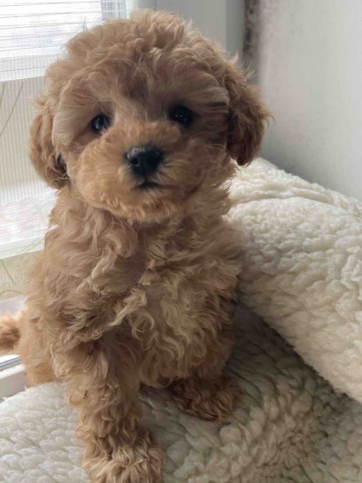 Дівчинка пуделяшка