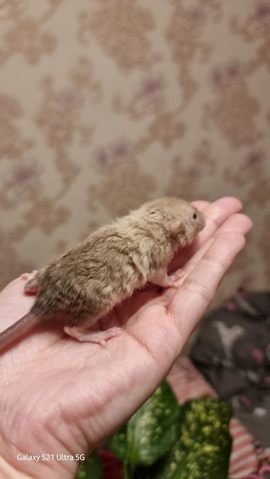 Крыса рекс шоколад девочка