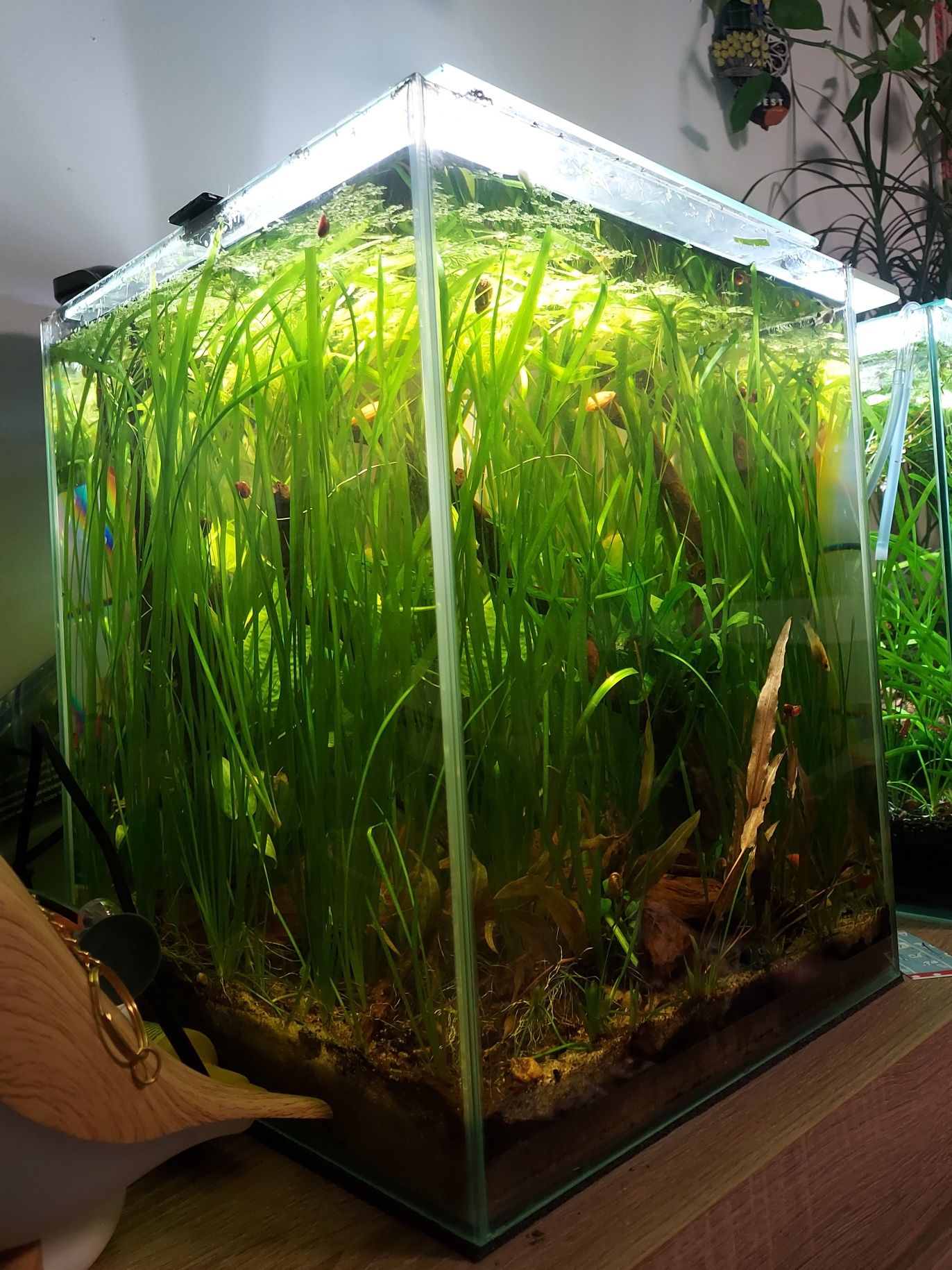 Akwarium kostka 30litrow - AQUAEL SHRIMP SET