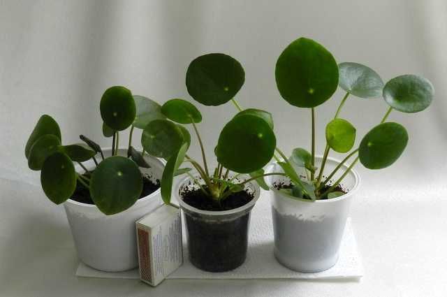 Pilea peperomiowata 3 sztuki sadzonek, komplet "pieniążek"