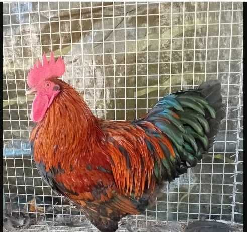 Marans cobre - frangos para engorda